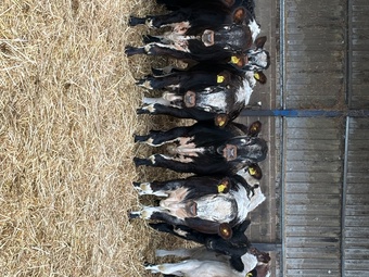27 store cattle for sale 