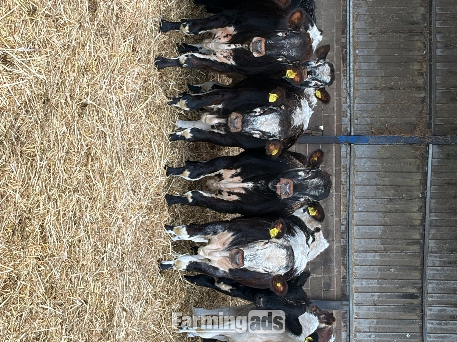 27 store cattle for sale  - {CATEGORY}