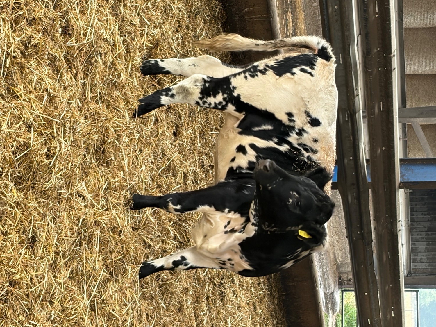 27 store cattle for sale 