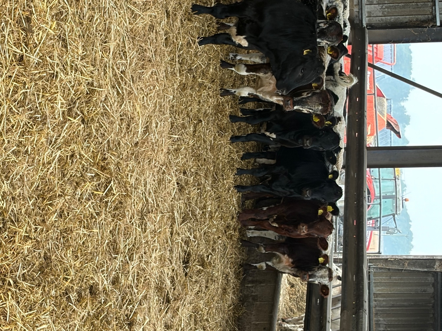  27 store cattle for sale 