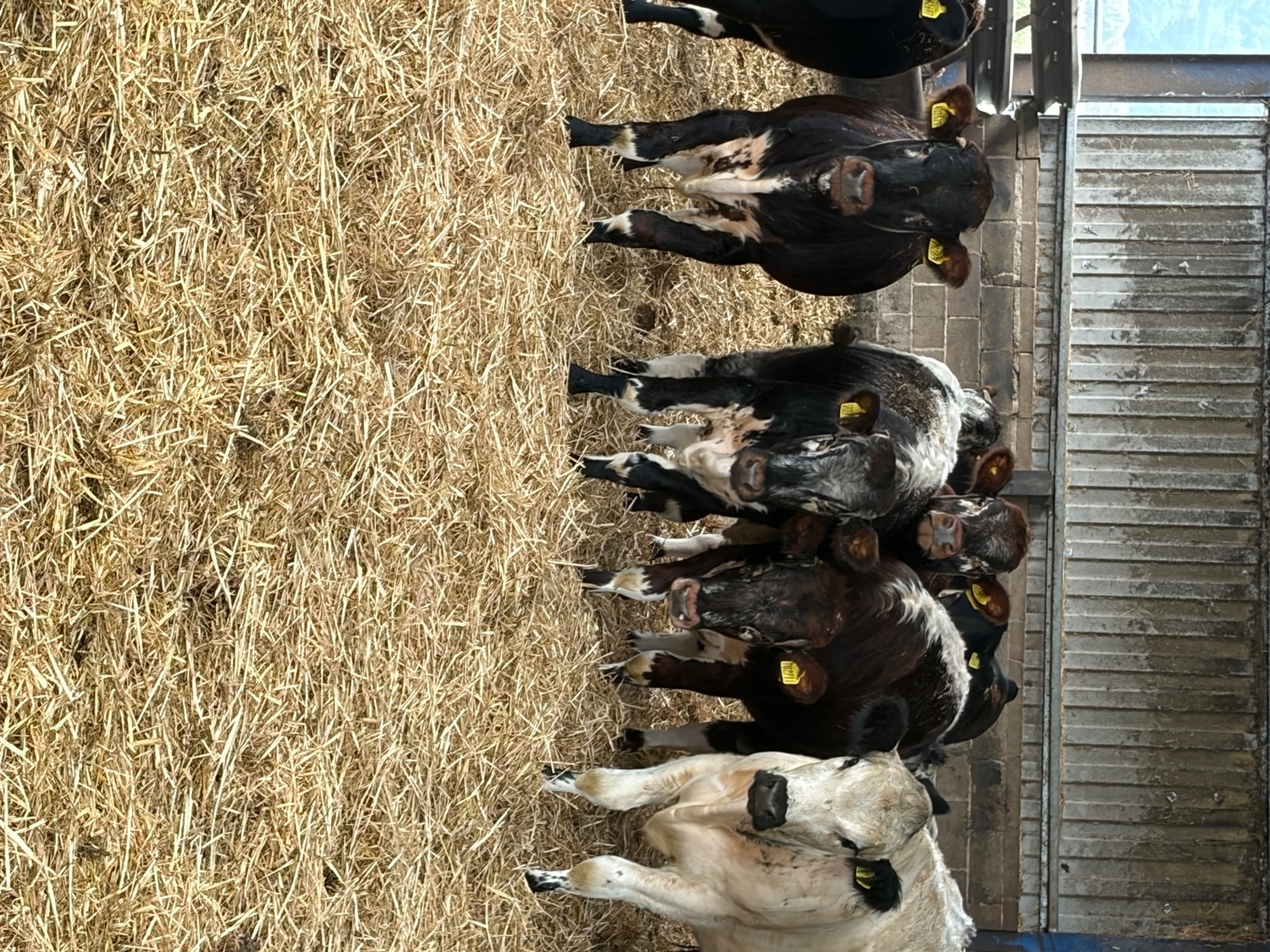 27 store cattle for sale  - {CATEGORY}