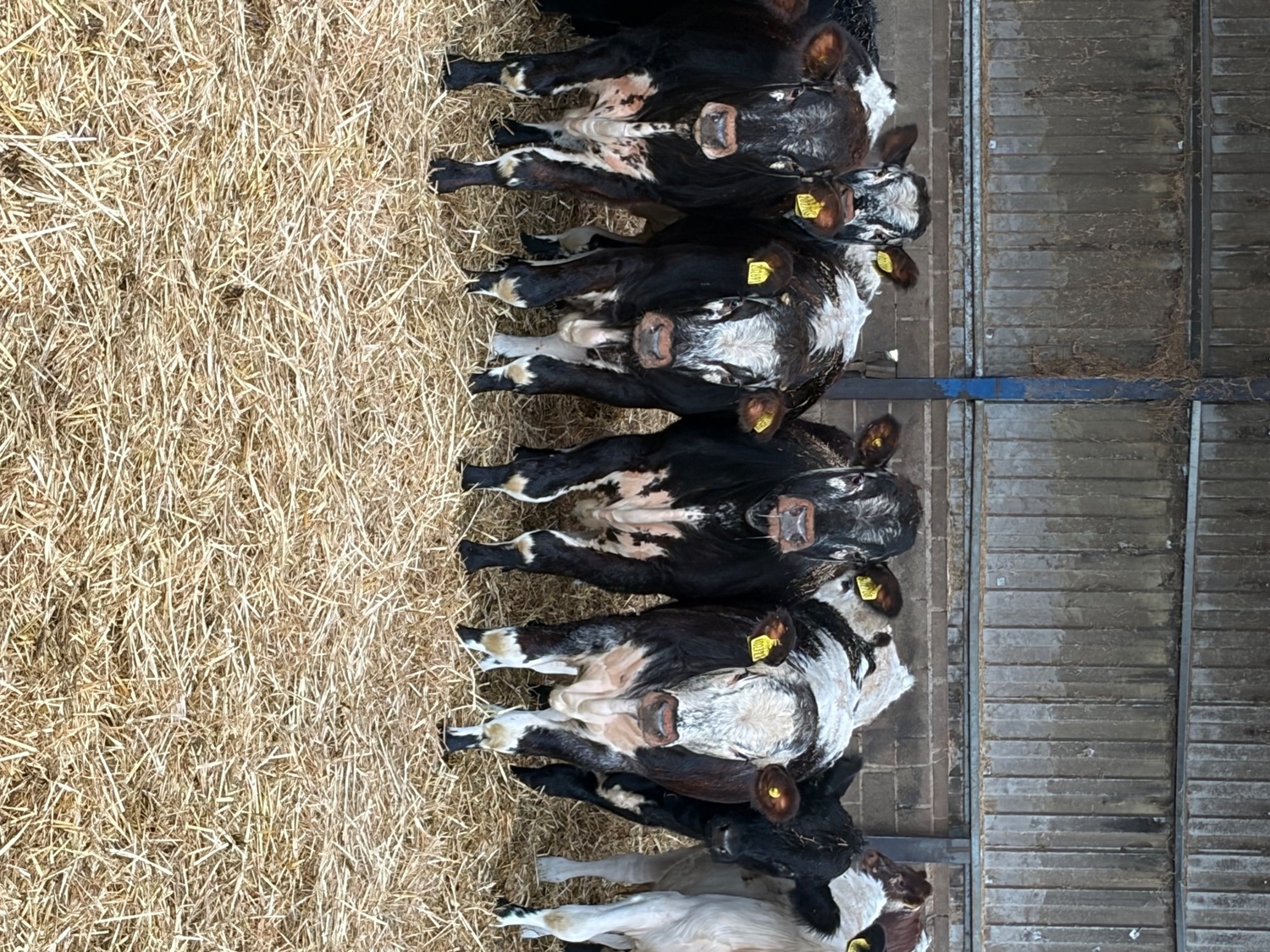 27 store cattle for sale  - {CATEGORY}