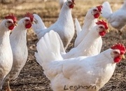 White Leghorns - Point of Lay Hens