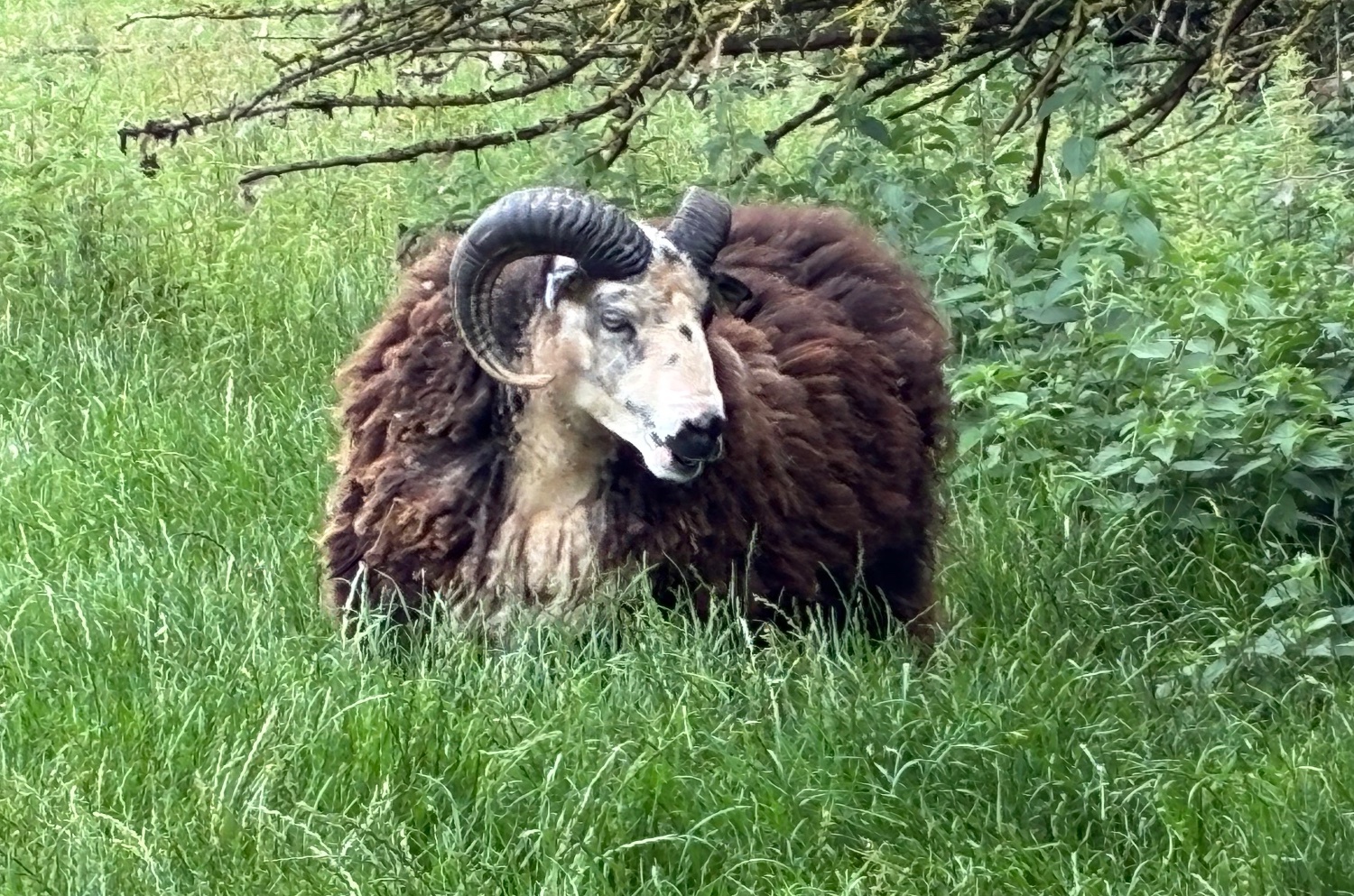 Shetland tups of various ages for sale  