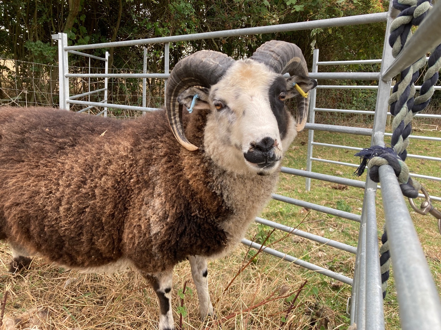 {CATEGORY} - Shetland tups of various ages for sale 