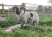 Shetland tups of various ages for sale 
