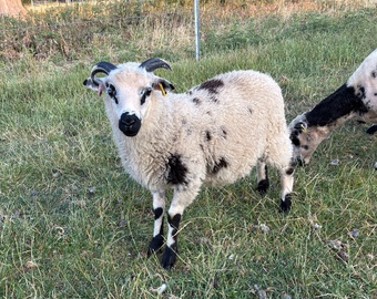 Shetland tups of various ages for sale 