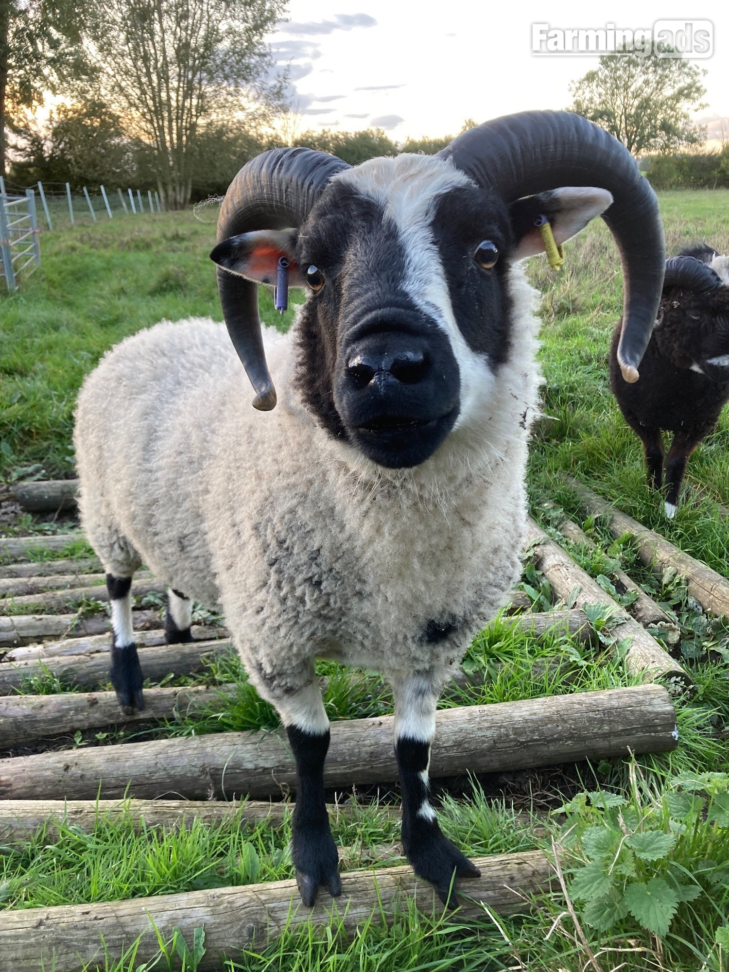 Shetland tups of various ages for sale 