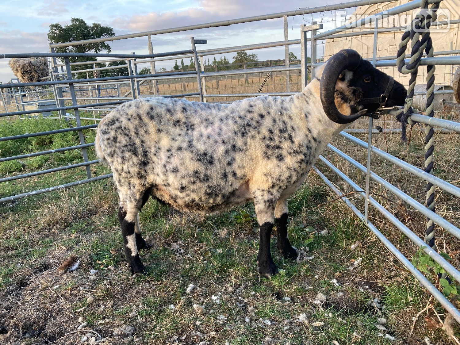  Shetland tups of various ages for sale 