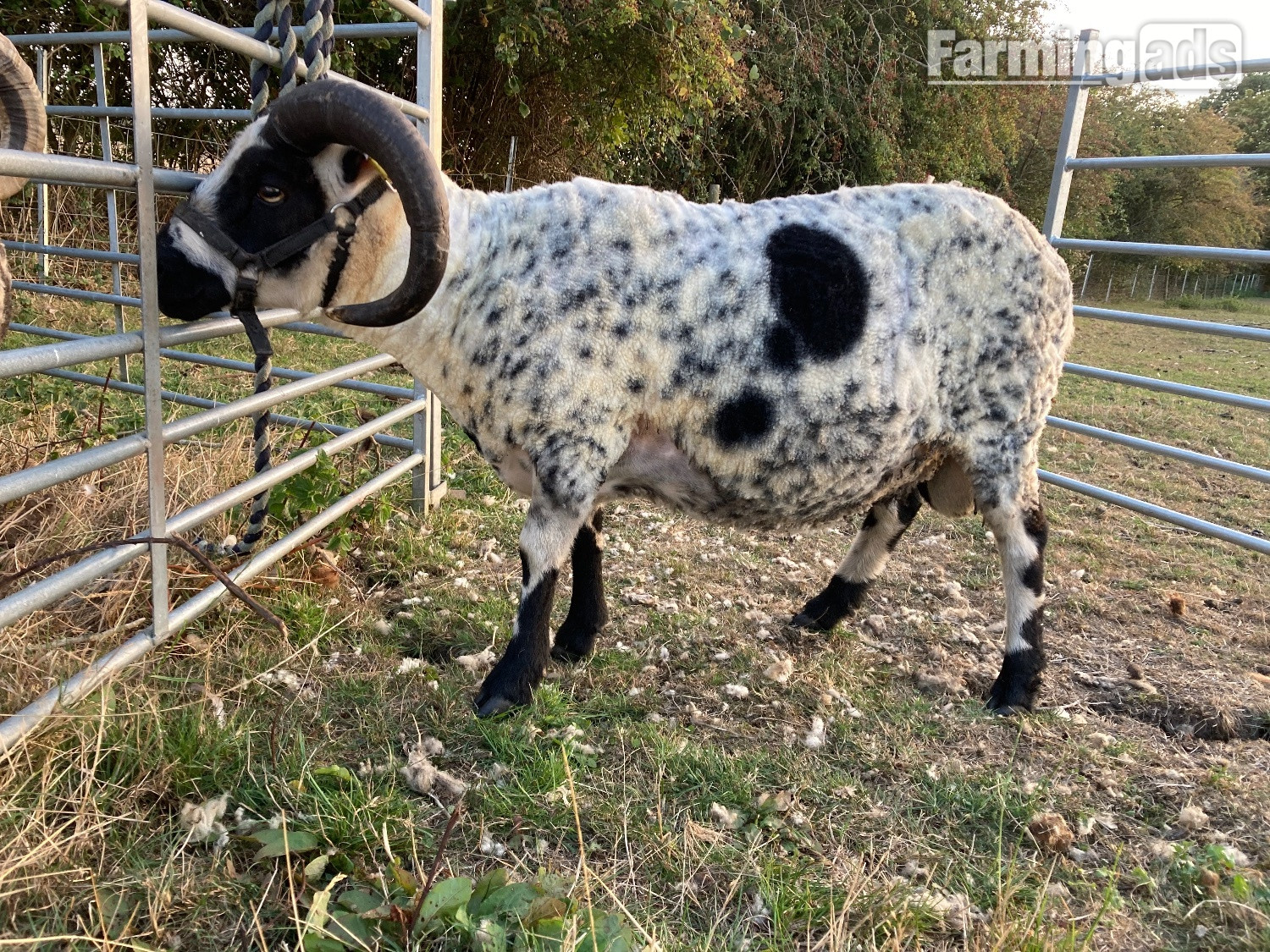 Shetland tups of various ages for sale  - {CATEGORY}