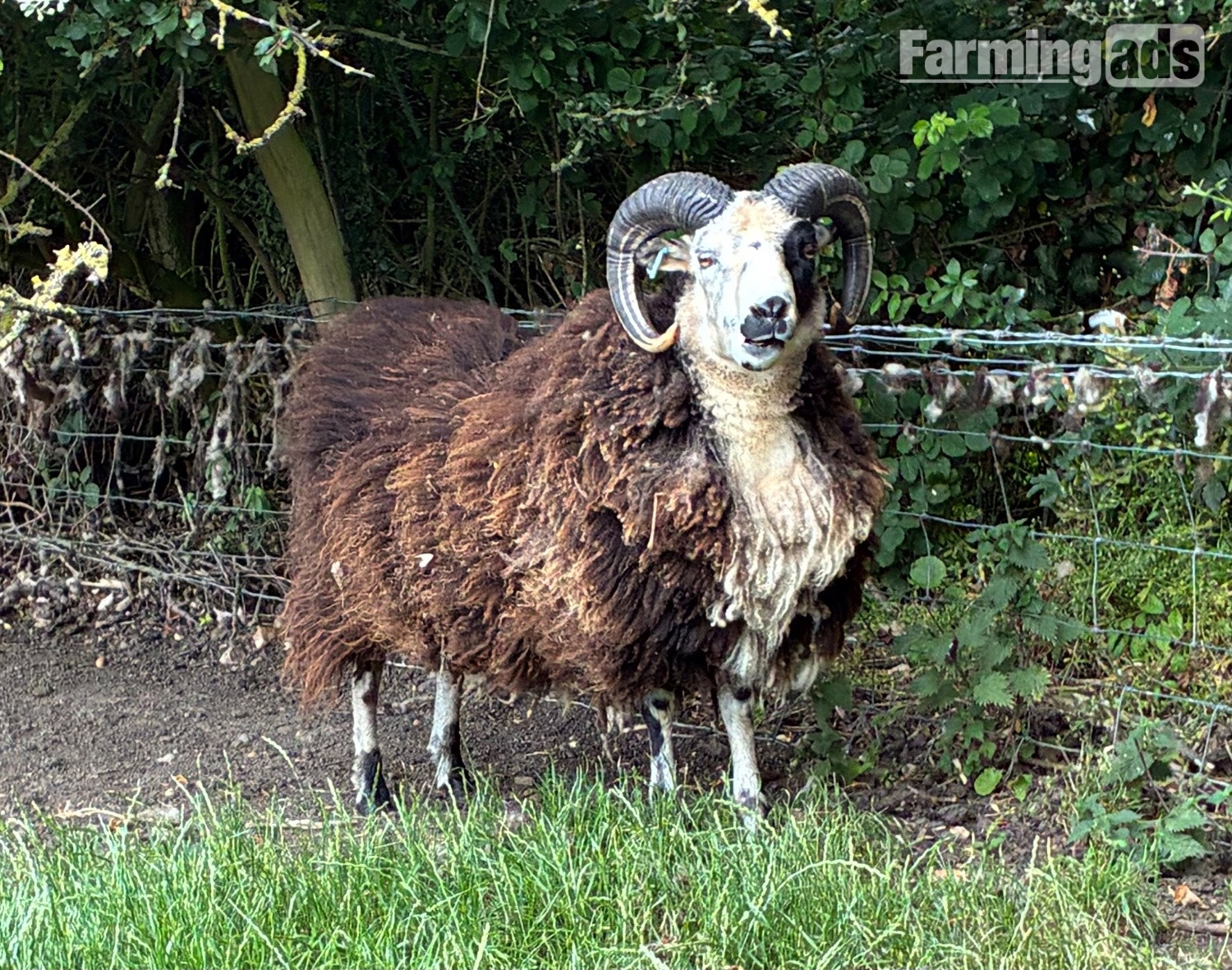 Shetland tups of various ages for sale  - {CATEGORY}
