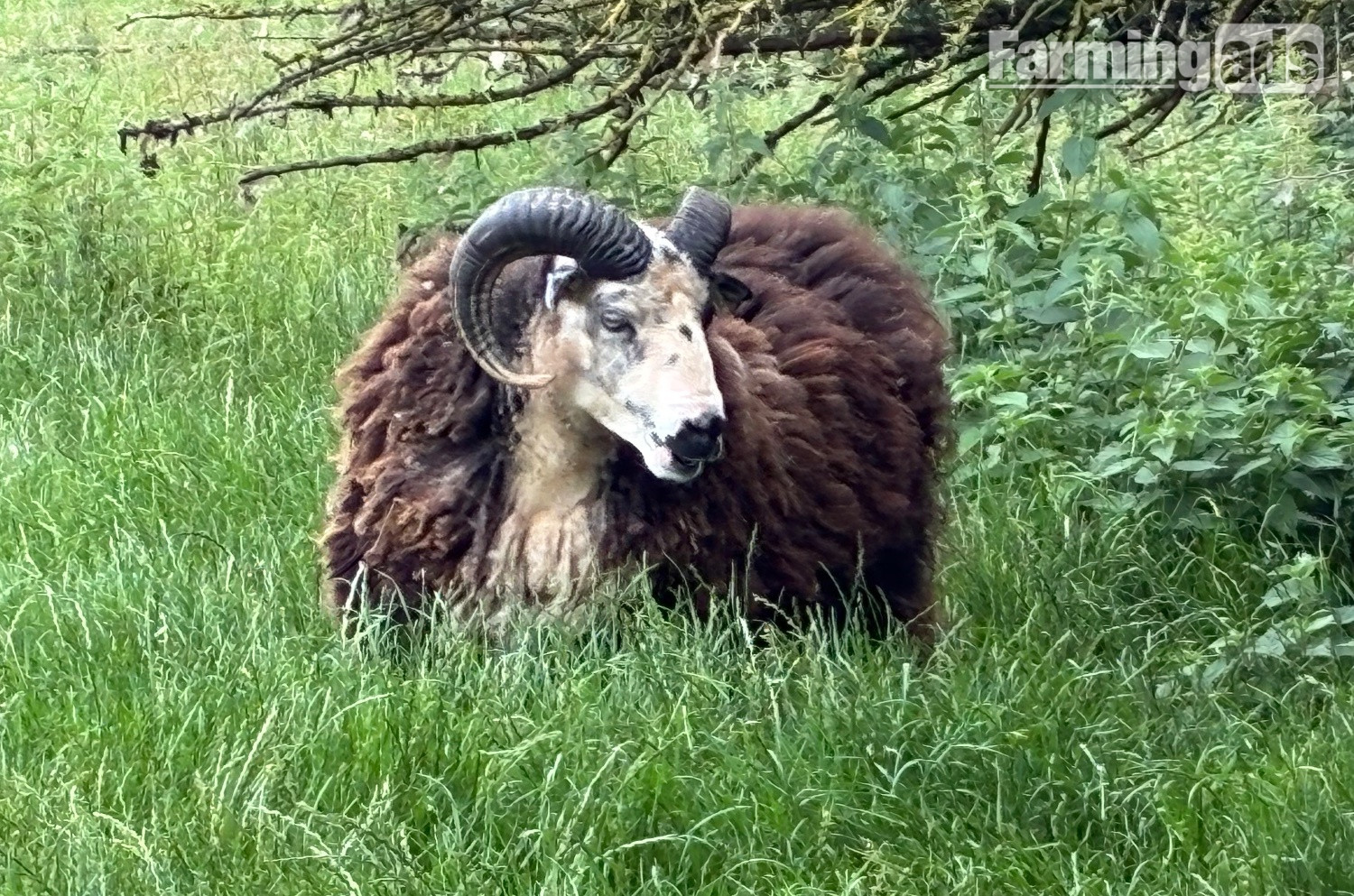 Shetland tups of various ages for sale  
