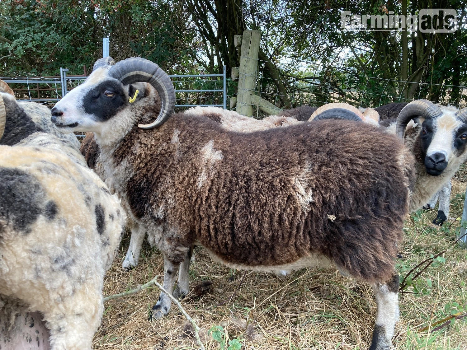 {CATEGORY} - Shetland tups of various ages for sale 