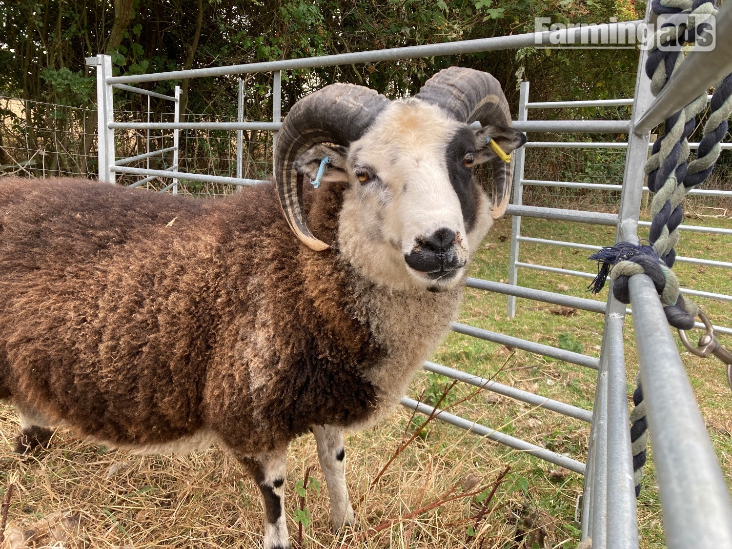 {CATEGORY} - Shetland tups of various ages for sale 