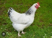 Light Sussex - Point of Lay Hens