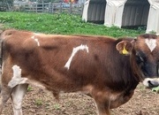 Jersey Bull 6 month old