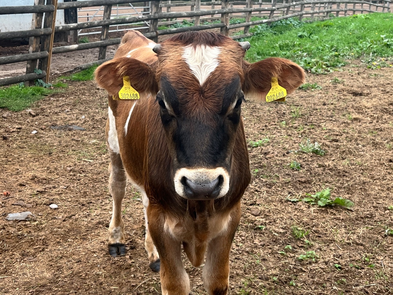 Jersey Bull 6 month old