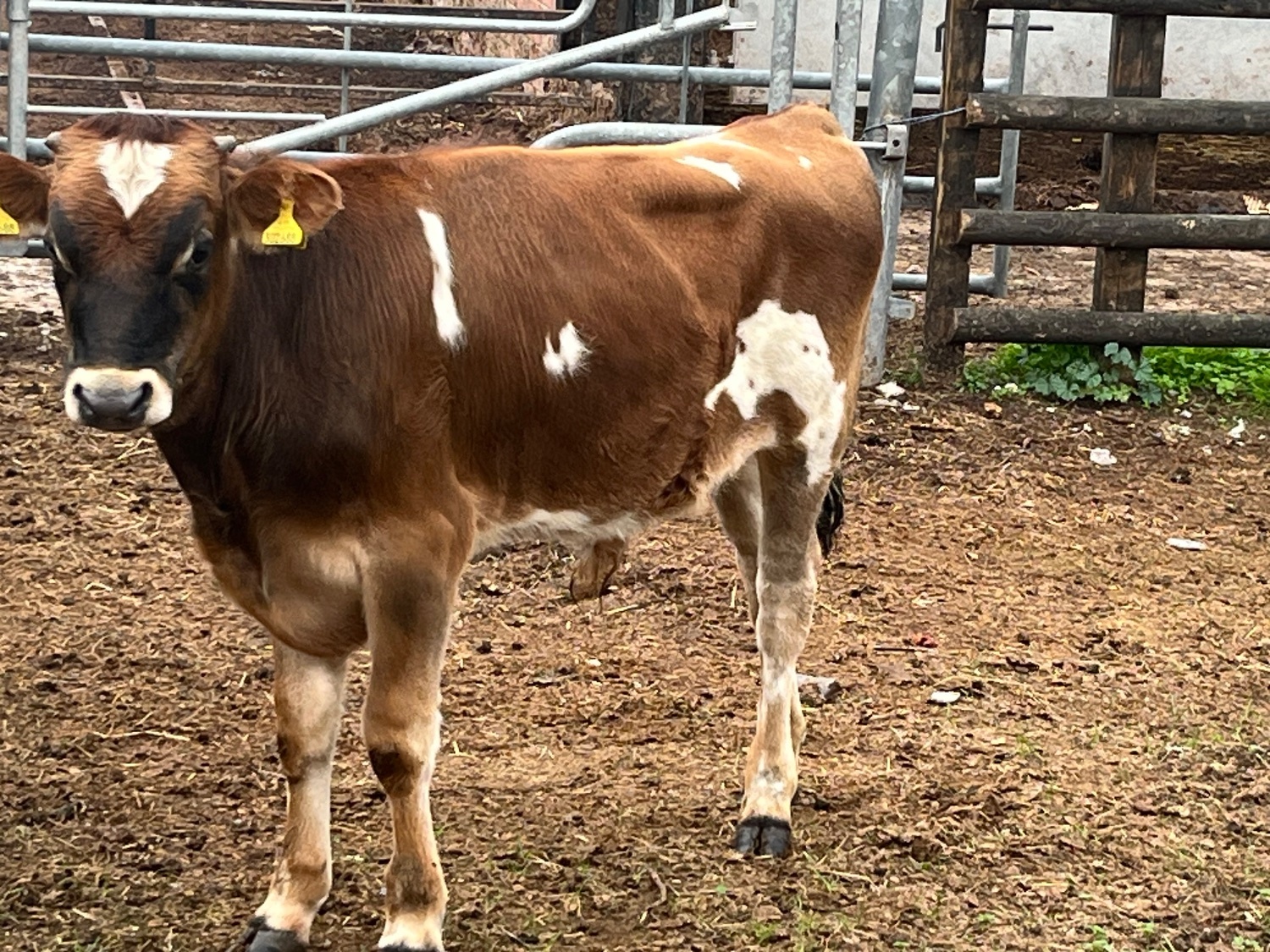  Jersey Bull 6 month old