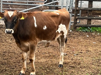 Jersey Bull 6 month old