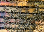 Honey bees 6 frame nuc ready 