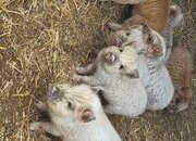 Kune kune piglets 