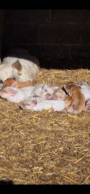 Kune kune piglets 