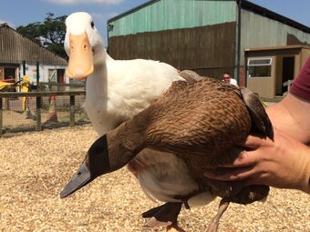 Quality Hybrid Chickens at Point of lay