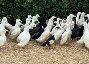Ducks & Ducklings in a range of breeds 