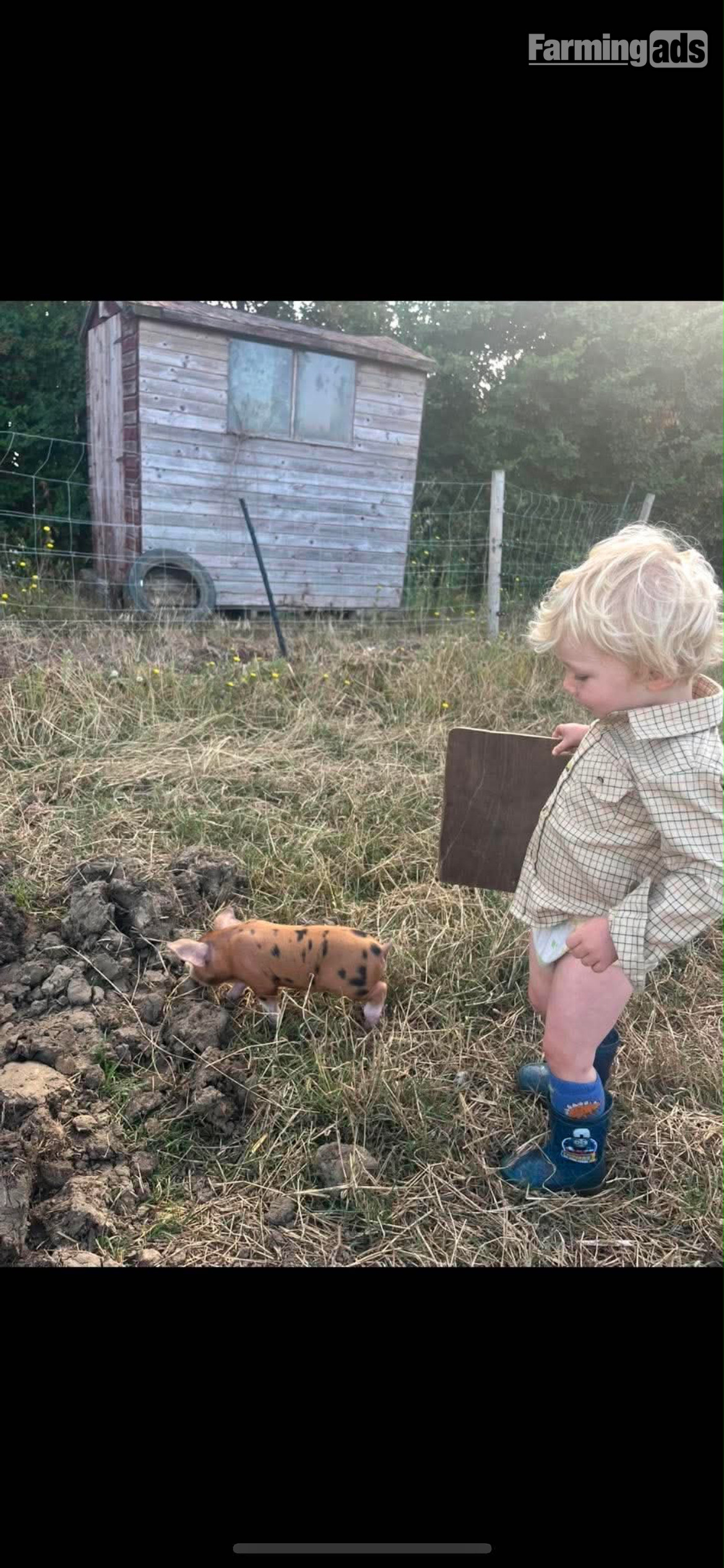 Oxford Sandy and Black Gilt