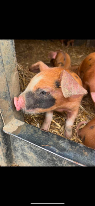 Oxford Sandy and Black Gilt