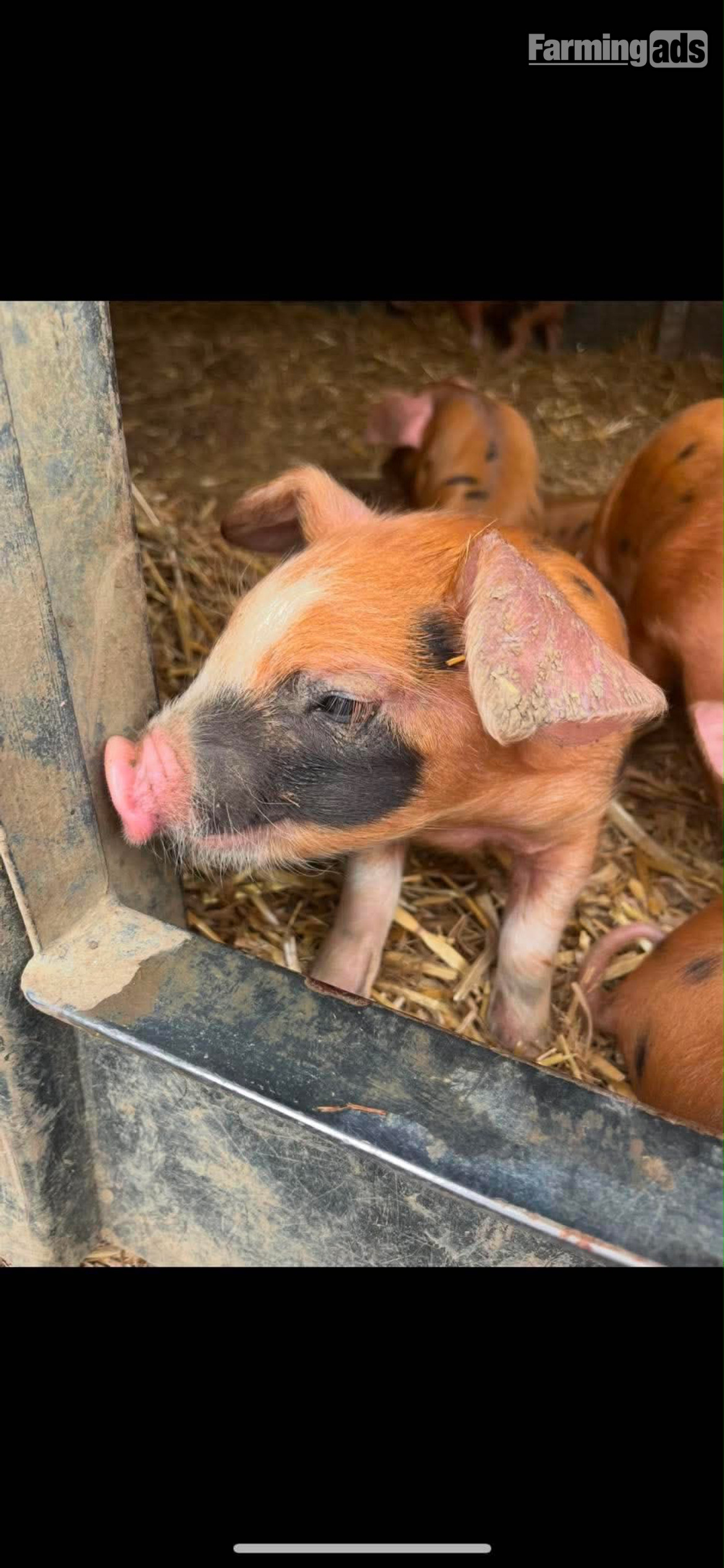 Oxford Sandy and Black Gilt