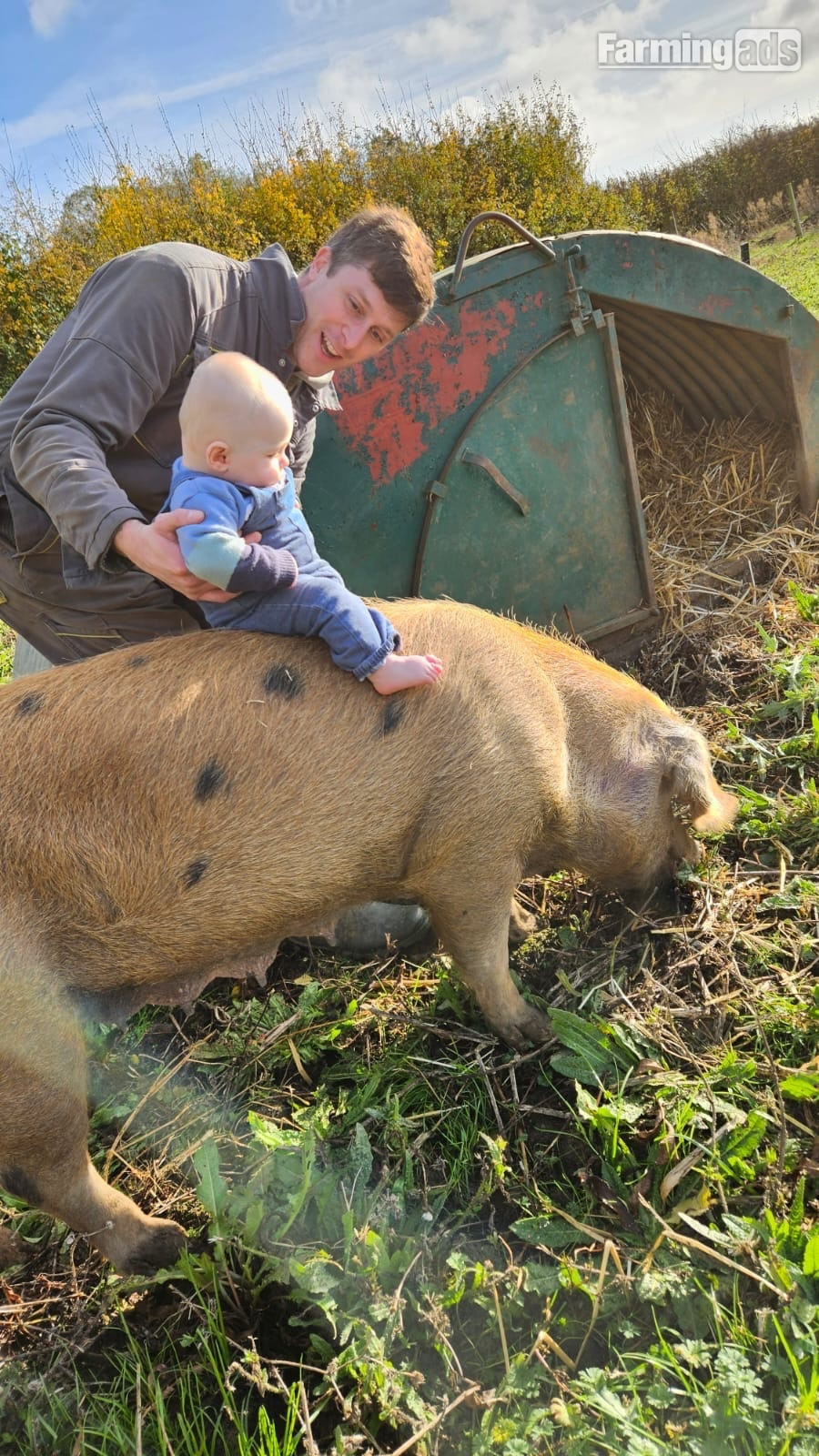 Oxford Sandy and Black Sow