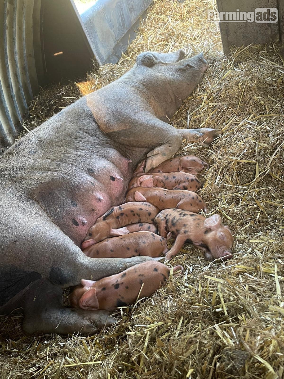Oxford Sandy and Black Sow - {CATEGORY}