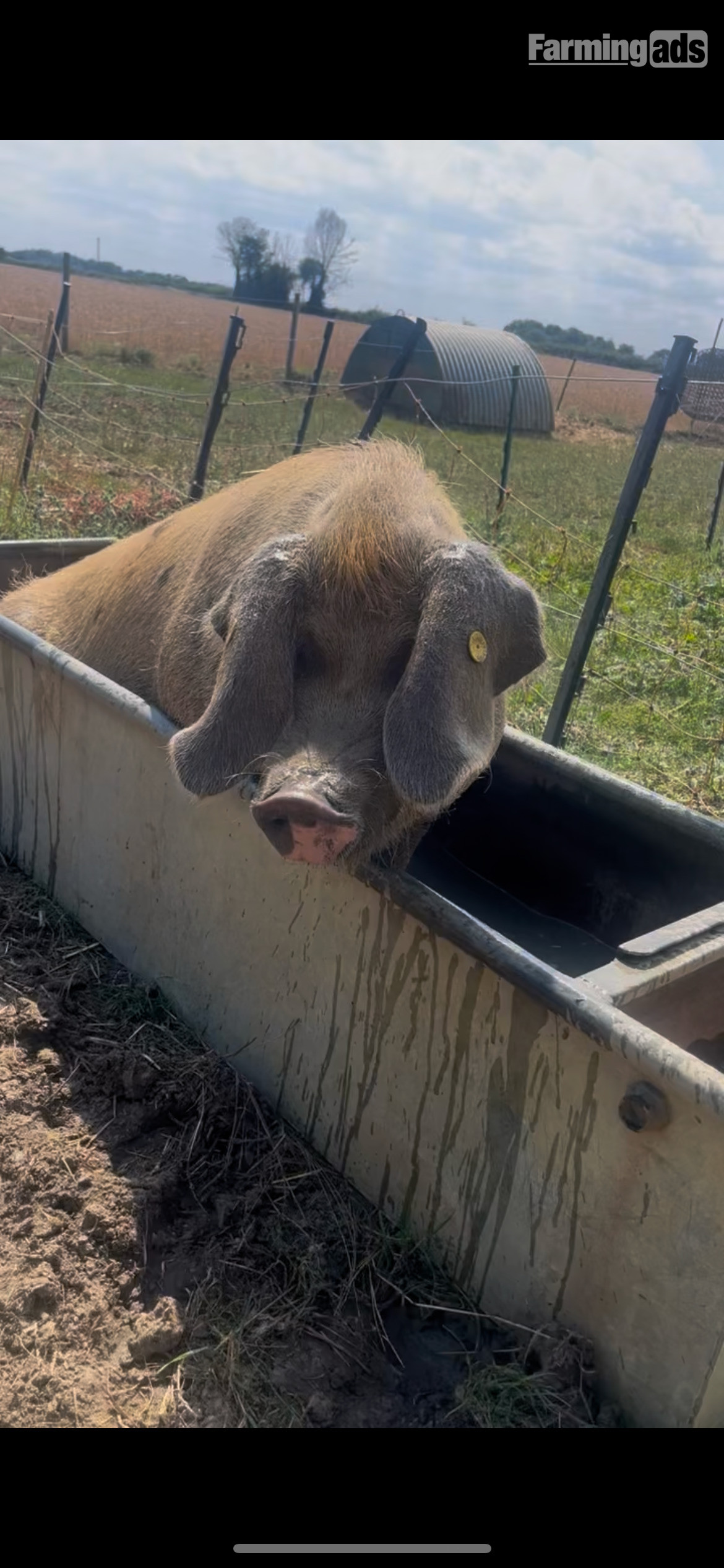 Oxford Sandy and Black Sow - {CATEGORY}