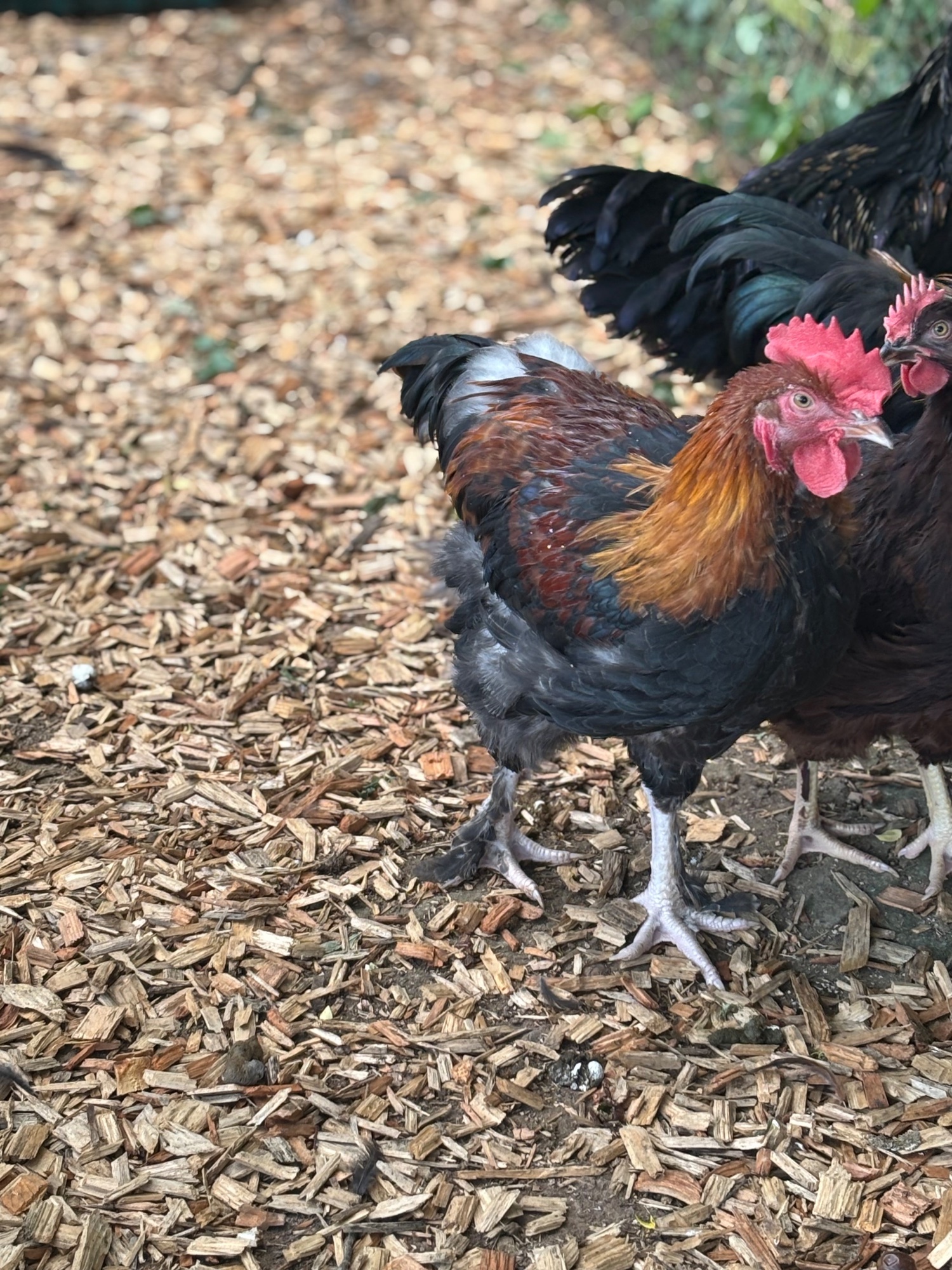 RARE BREED cockerels for sale (look at description for more)