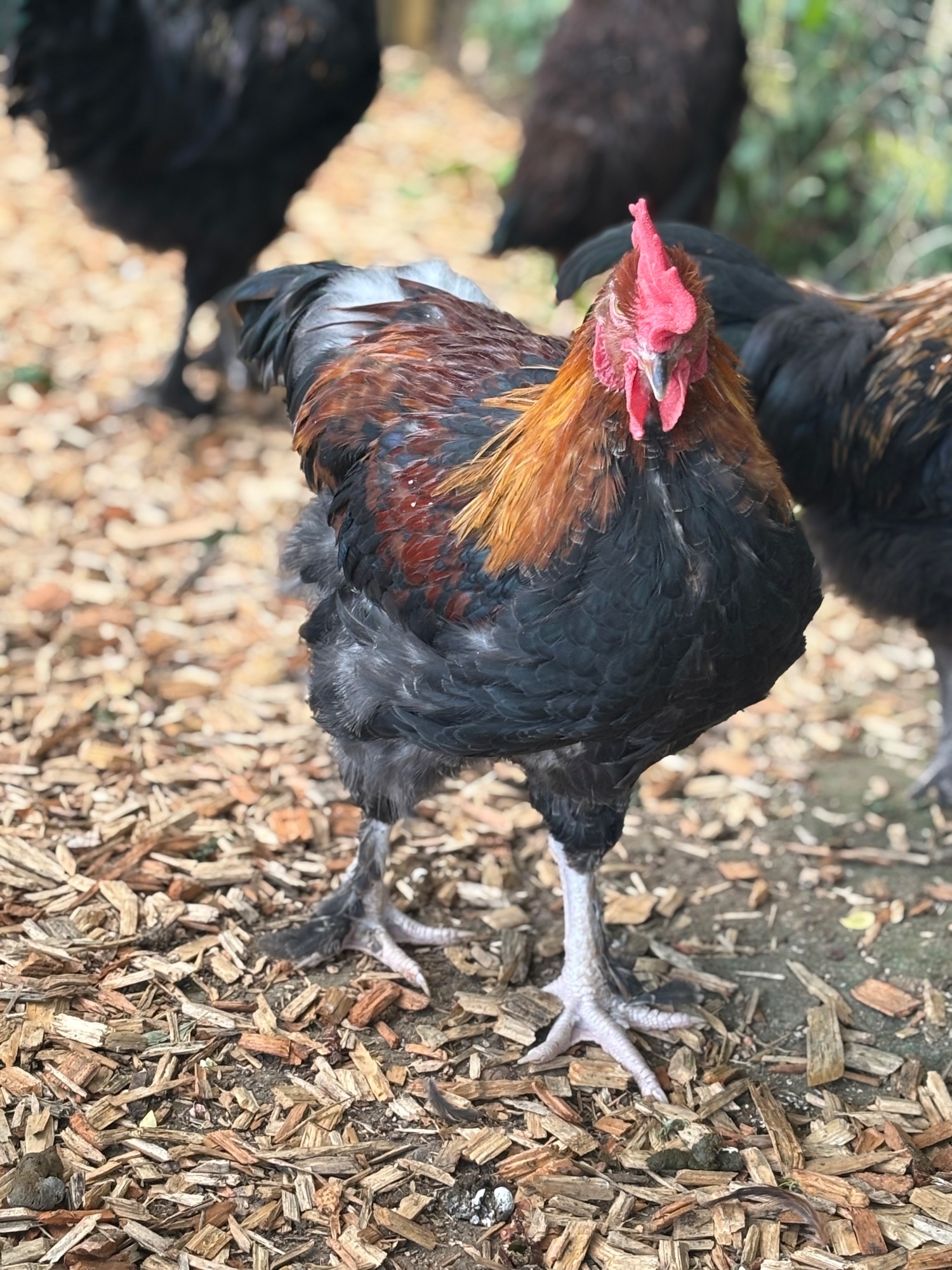  RARE BREED cockerels for sale (look at description for more)