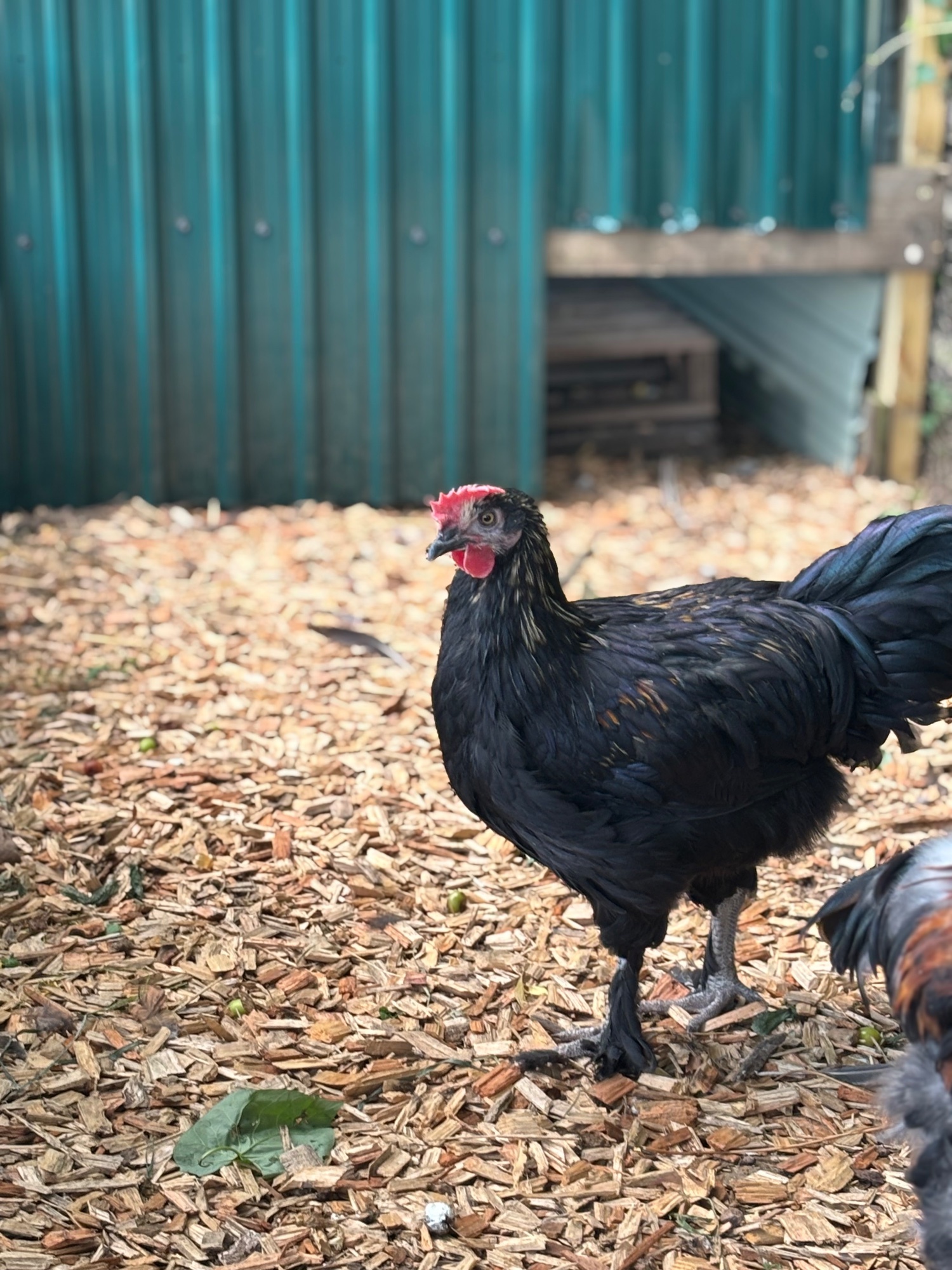 RARE BREED cockerels for sale (look at description for more) - {CATEGORY}