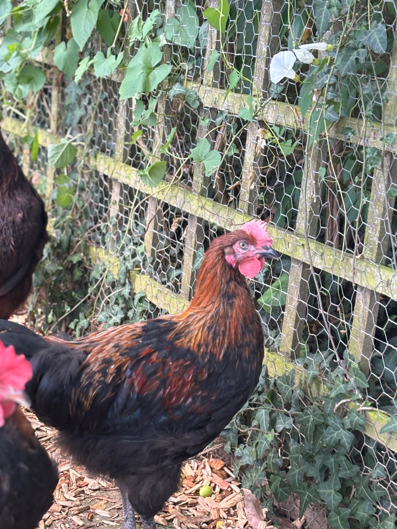 RARE BREED cockerels for sale (look at description for more) - {CATEGORY}