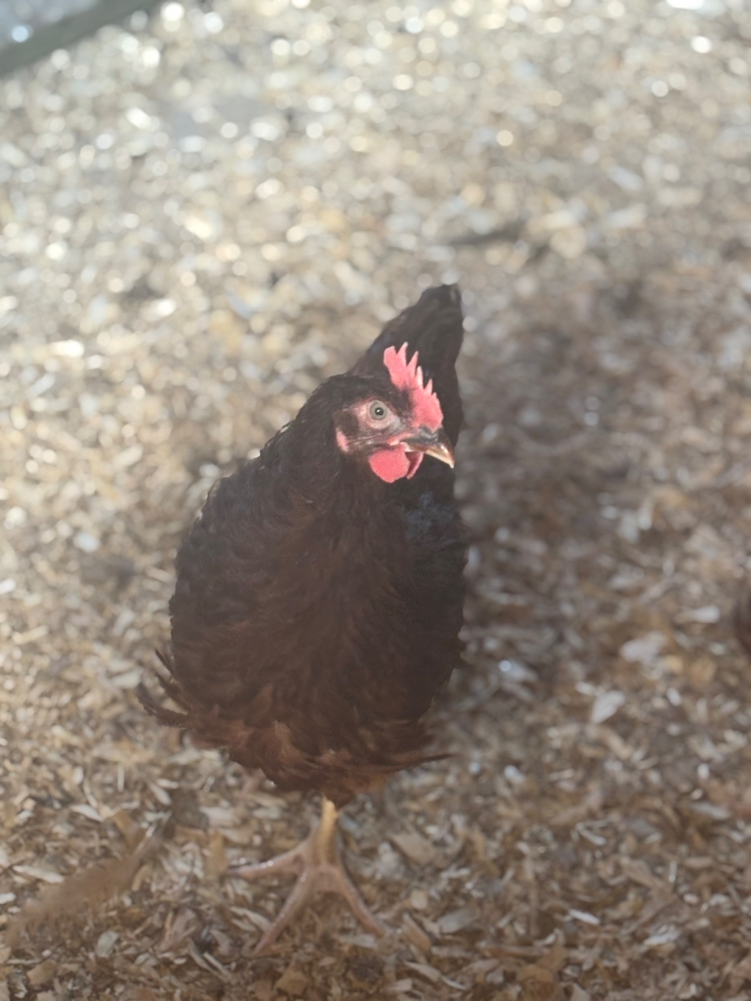 RARE BREED cockerels for sale (look at description for more) 