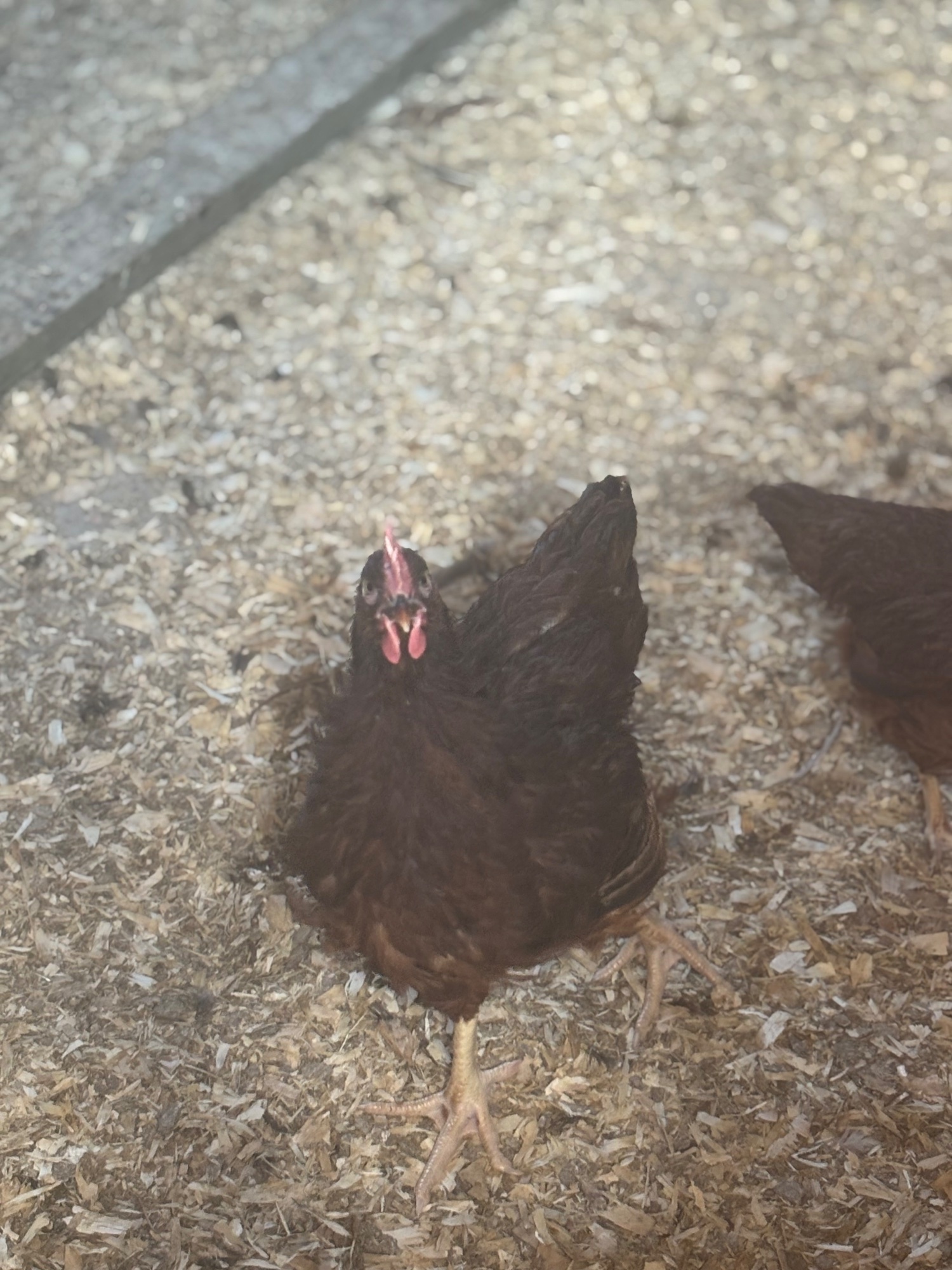 {CATEGORY} - RARE BREED cockerels for sale (look at description for more)