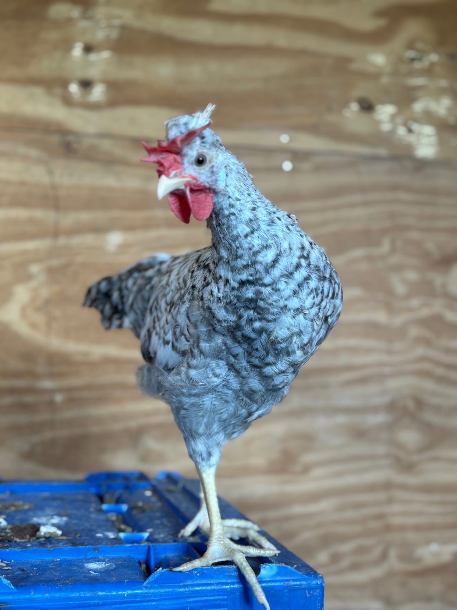 {CATEGORY} - RARE BREED cockerels for sale (look at description for more)