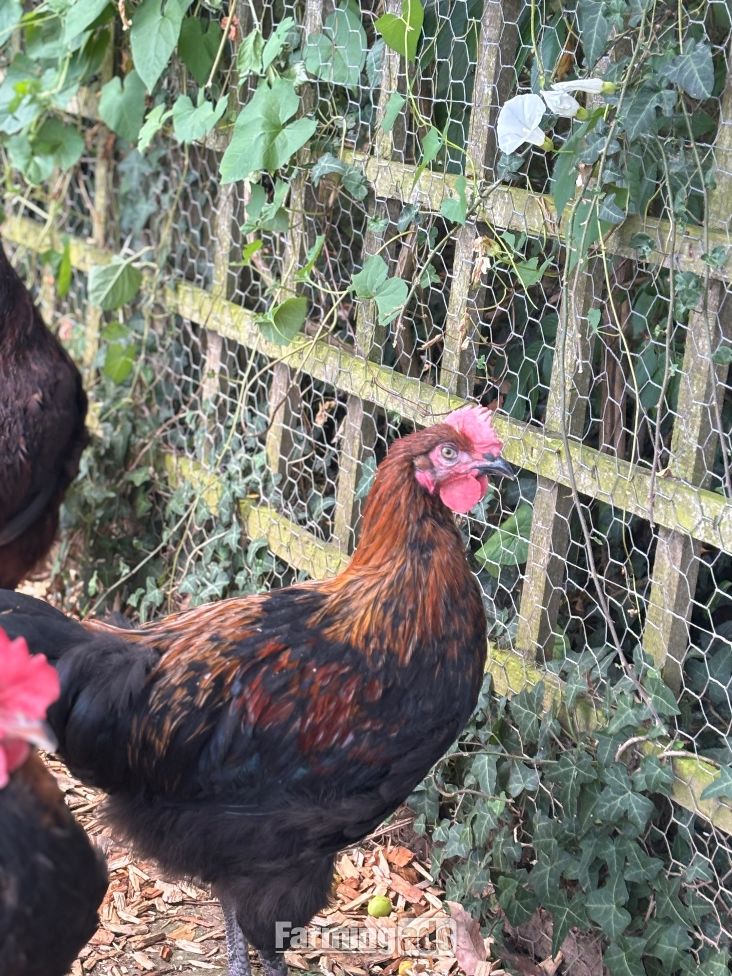 RARE BREED cockerels for sale (look at description for more) - {CATEGORY}