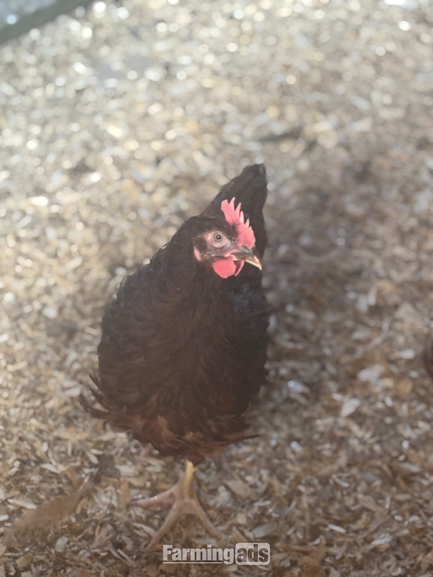 RARE BREED cockerels for sale (look at description for more) 