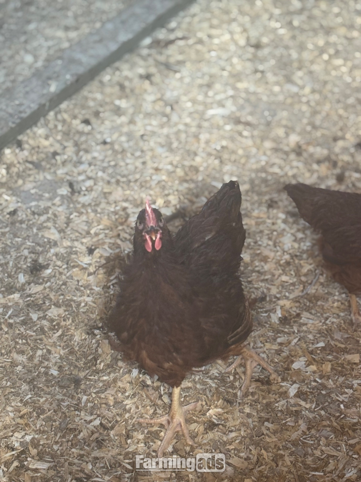 {CATEGORY} - RARE BREED cockerels for sale (look at description for more)