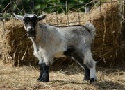 Six Pygmy Goat kids in Dorset