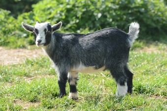 Two Wether Pygmy Goat kids in Dorset