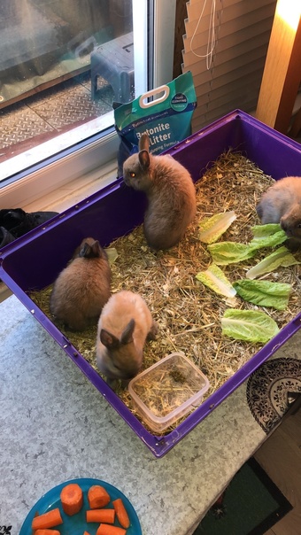 Animals for sale top