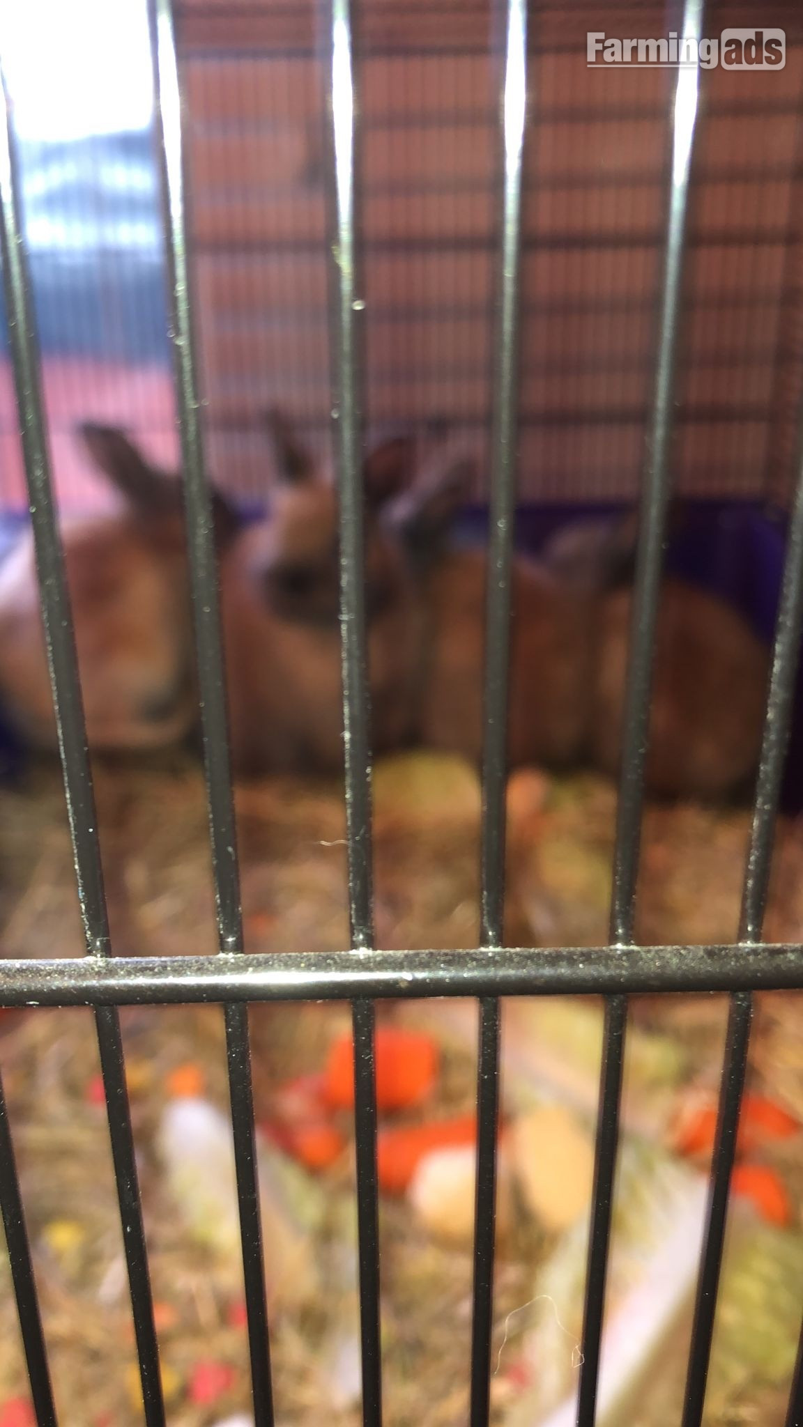  Dwarf rabbits and hutch