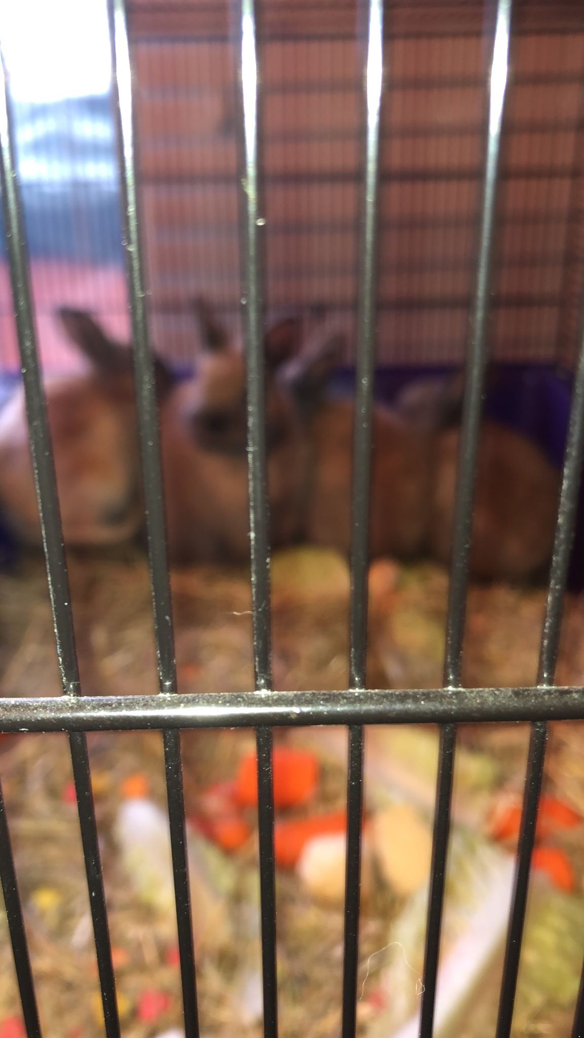 Dwarf rabbits and hutch