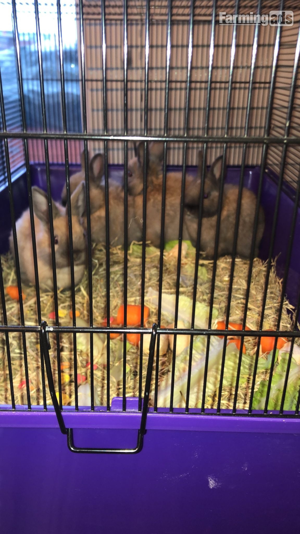 Dwarf rabbits and hutch - {CATEGORY}